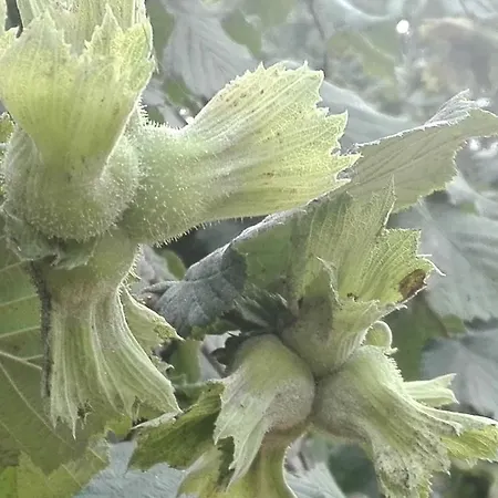 Akbulut Garden