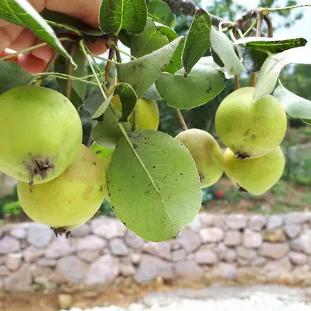 Akbulut Garden 빌라 *